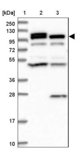 OAS3 Antibody, Novus Biologicals 25 &mu;L | Buy Online | Novus Biologicals | Fisher Scientific