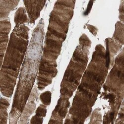 OAZ1 Antibody, Novus Biologicals 0.1mL; Unlabeled:Antibodies, Polyclonal