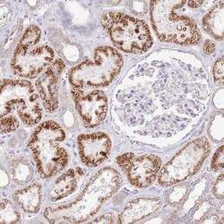 OAZ2 Antibody, Novus Biologicals 0.1mL; Unlabeled:Antibodies, Polyclonal
