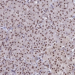 OBFC2B Antibody, Novus Biologicals:Antibodies:Primary Antibodies