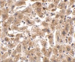 Occludin Antibody - BSA Free, Novus Biologicals:Antibodies:Primary Antibodies