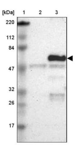 Occludin Antibody, Novus Biologicals:Antibodies:Primary Antibodies