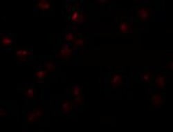 OCIAD2 Antibody - BSA Free, Novus Biologicals 0.025 mg, Unconjugated:Antibodies,