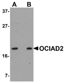 OCIAD2 Antibody - BSA Free, Novus Biologicals:Antibodies:Primary Antibodies