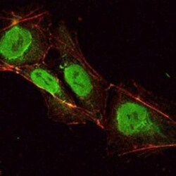 OCT4 Antibody (7E7), Novus Biologicals 0.025mL; Unlabeled:Antibodies, Monoclonal