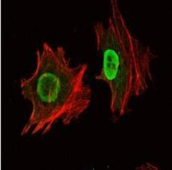 OCT4 Antibody (7E7), Novus Biologicals 0.025mL; Unlabeled:Antibodies, Monoclonal