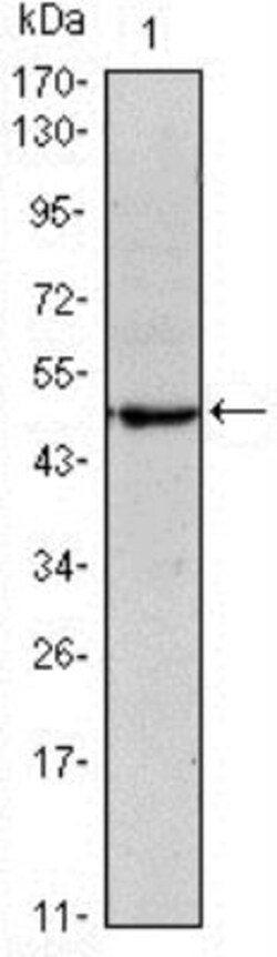OCT4 Antibody (7E7), Novus Biologicals 0.025mL; Unlabeled:Antibodies, Monoclonal