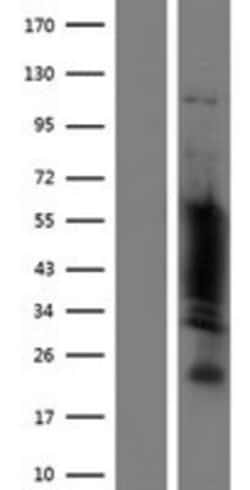 Novus Biologicals&trade;&nbsp;POU3F2/OCT7 Overexpression Lysate