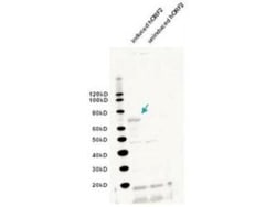 L1/ORF2 Antibody, Novus Biologicals 0.1mg; Unlabeled:Antibodies, Polyclonal