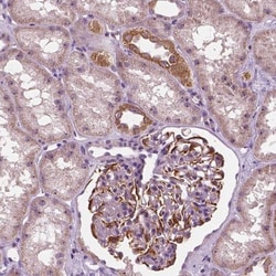 ODF3L2 Antibody, Novus Biologicals:Antibodies:Primary Antibodies