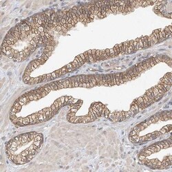 OFD1 Antibody, Novus Biologicals:Antibodies:Primary Antibodies