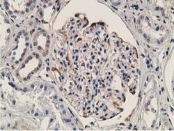 OGFOD1 Antibody (OTI1D9), Novus Biologicals 0.1mL; Unlabeled:Antibodies,
