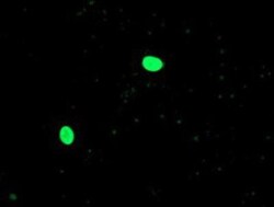 OGFOD1 Antibody (OTI1D9), Novus Biologicals 0.1mL; Unlabeled:Antibodies,