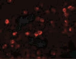 OGFOD1 Antibody - BSA Free, Novus Biologicals 0.025 mg, Unconjugated:Antibodies,