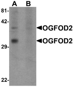 OGFOD2 Antibody - BSA Free, Novus Biologicals 0.1mg; Unlabeled:Antibodies,