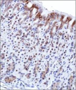 O-GlcNAc Antibody (HGAC85), Novus Biologicals 0.1mL; Unlabeled:Antibodies,