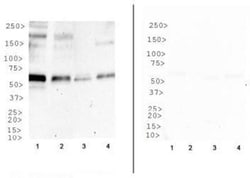 O-GlcNAc Antibody (HGAC85), Novus Biologicals 0.1mL; Unlabeled:Antibodies,