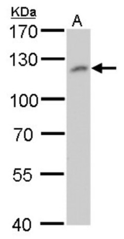 O-GlcNAc Transferase p110 subunit Antibody (2037), Novus Biologicals 0.1mL;