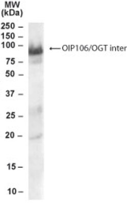 OIP106 Antibody, Novus Biologicals 0.1mg; Unlabeled:Antibodies, Polyclonal
