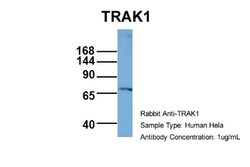 OIP106 Antibody, Novus Biologicals 0.05mg; Unlabeled:Antibodies, Polyclonal