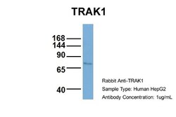 OIP106 Antibody, Novus Biologicals 0.05mg; Unlabeled:Antibodies, Polyclonal