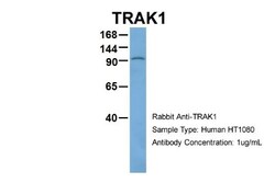 OIP106 Antibody, Novus Biologicals 0.05mg; Unlabeled:Antibodies, Polyclonal