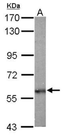 Olfactomedin-1/Noelin-1 Antibody, Novus Biologicals 0.1mg; Unlabeled:Antibodies,
