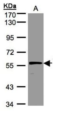 Olfactomedin-1/Noelin-1 Antibody, Novus Biologicals 0.1mg; Unlabeled:Antibodies,