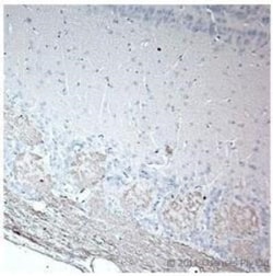 Olfactory Marker Protein Antibody - Azide and BSA Free, Novus Biologicals:Antibodies:Primary
