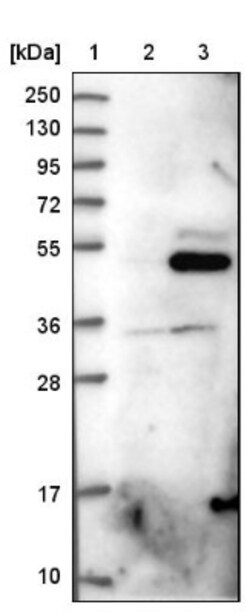 OLFML1 Antibody, Novus Biologicals 0.1mL; Unlabeled:Antibodies, Polyclonal
