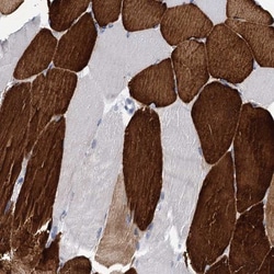OLFML1 Antibody, Novus Biologicals 0.1mL; Unlabeled:Antibodies, Polyclonal