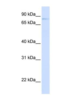OLFML2B Antibody, Novus Biologicals 100&mu;L; Unlabeled:Antibodies, Polyclonal