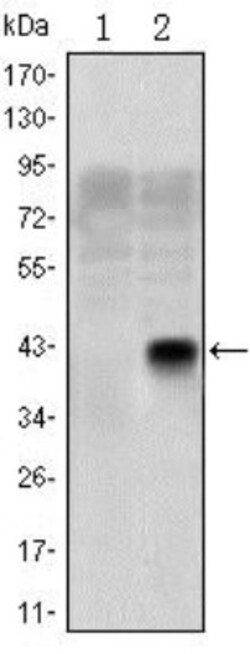 Olig2 Antibody (1G11), Novus Biologicals 0.025 mL, Unlabeled:Antibodies,