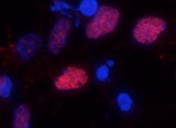 Olig2 Antibody, Novus Biologicals:Antibodies:Primary Antibodies