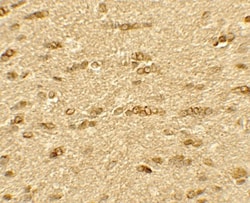 Olig2 Antibody - BSA Free, Novus Biologicals:Antibodies:Primary Antibodies