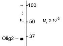 Olig2 Antibody, Novus Biologicals:Antibodies:Primary Antibodies