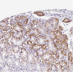 OLT-2 Antibody, Novus Biologicals 0.1mL; Unlabeled:Antibodies, Polyclonal
