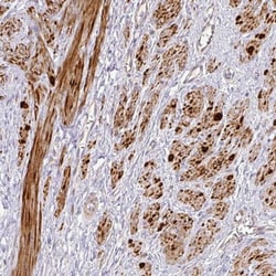 OLT-2 Antibody, Novus Biologicals:Antibodies:Primary Antibodies