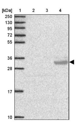 OLT-2 Antibody, Novus Biologicals:Antibodies:Primary Antibodies