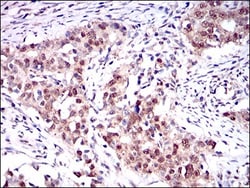 ONECUT3 Antibody (10B2F5) - BSA Free, Novus Biologicals:Antibodies:Primary