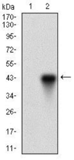 ONECUT3 Antibody (10B2F5) - BSA Free, Novus Biologicals:Antibodies:Primary