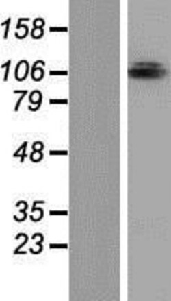 Novus Biologicals™ OPA1 Overexpression Lysate