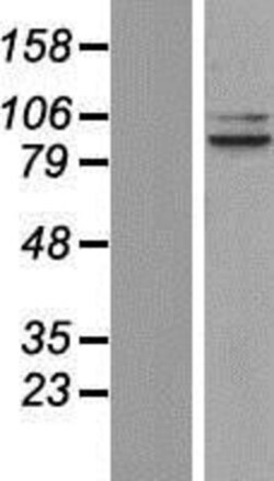 Novus Biologicals&trade;&nbsp;OPA1 Overexpression Lysate