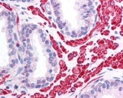 OPA1 Antibody - BSA Free, Novus Biologicals 0.1mL; Unlabeled:Antibodies,