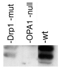 OPA1 Antibody - BSA Free, Novus Biologicals 0.1mL; Unlabeled:Antibodies,