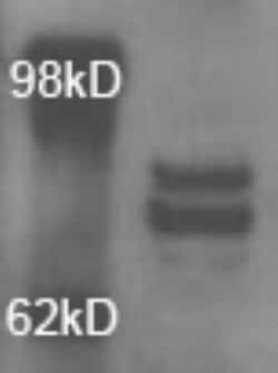 OPA1 Antibody - BSA Free, Novus Biologicals 0.1mL; Unlabeled:Antibodies,