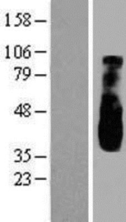 Novus Biologicals&trade;&nbsp;OPAL1 Overexpression Lysate