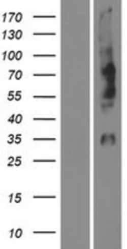 Novus Biologicals™ Opsin 1 (Medium Wave) Overexpression Lysate