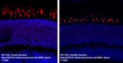 Opsin 1 (Medium Wave) Antibody, Novus Biologicals 0.025 mL; Unconjugated:Antibodies,