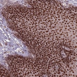 OR10C1 Antibody, Novus Biologicals 0.1mL; Unlabeled:Antibodies, Polyclonal